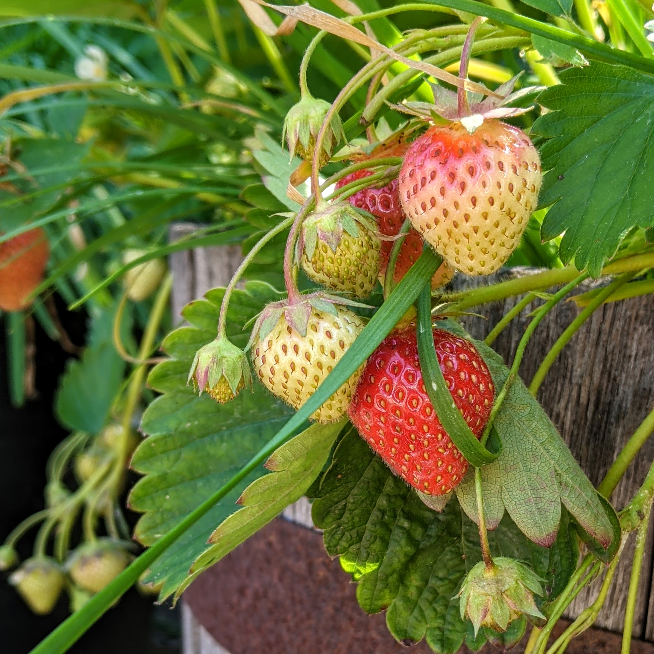Strawberries ripening in a barrel in the Lawrence Barkman Vegetable Garden
